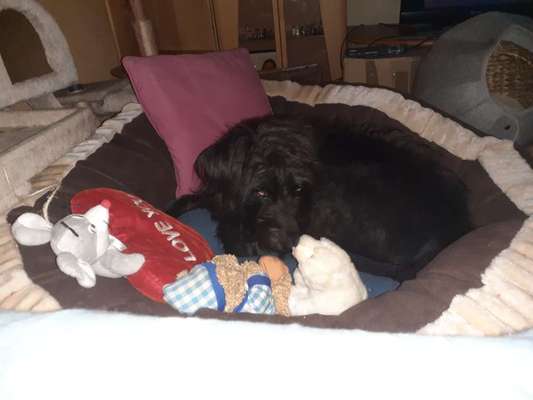 Rhodesian Ridgeback-Beitrag-Bild