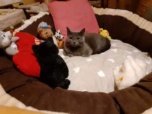 Rhodesian Ridgeback-Beitrag-Bild