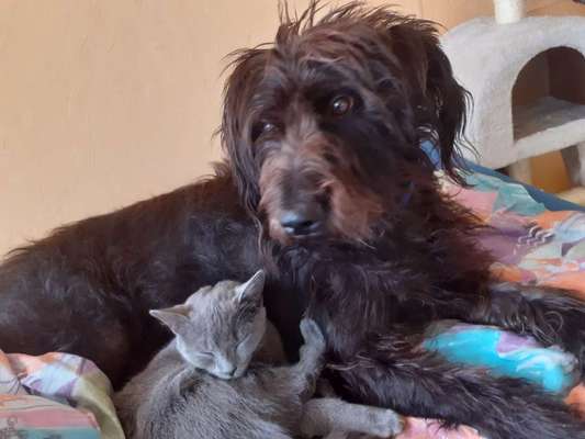 Hund und Katz Momente-Beitrag-Bild