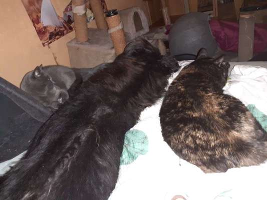 Rhodesian Ridgeback-Beitrag-Bild