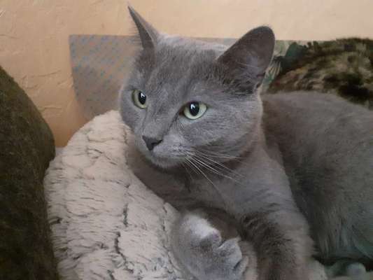 Warum liebst du deinen Hund?-Beitrag-Bild