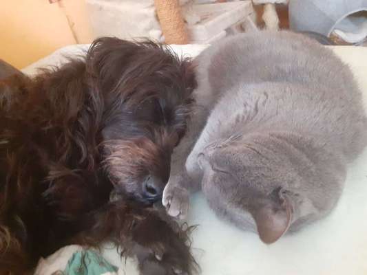 Hund und Katz Momente-Beitrag-Bild