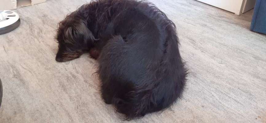 Rhodesian Ridgeback-Beitrag-Bild