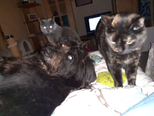 Hund und Katz Momente-Beitrag-Bild