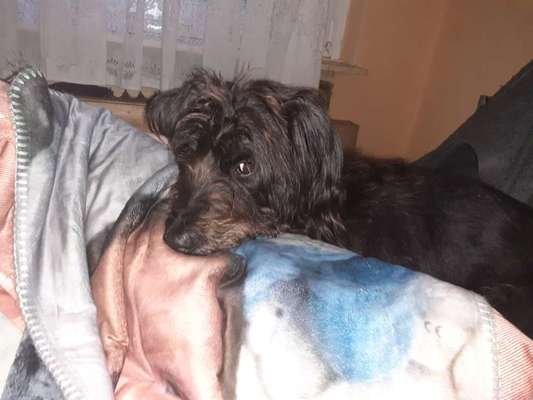 Rhodesian Ridgeback-Beitrag-Bild