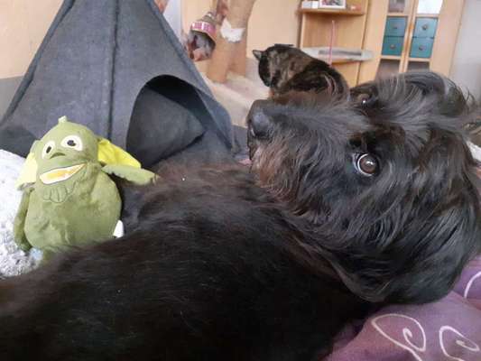 Rhodesian Ridgeback-Beitrag-Bild