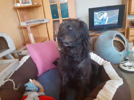 Rhodesian Ridgeback-Beitrag-Bild