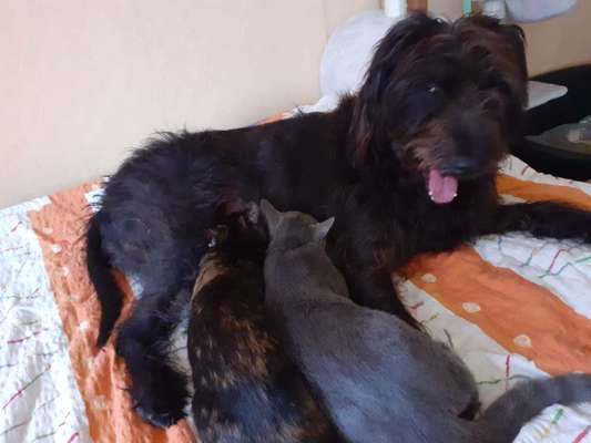 Hund und Katz Momente-Beitrag-Bild