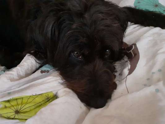 Rhodesian Ridgeback-Beitrag-Bild