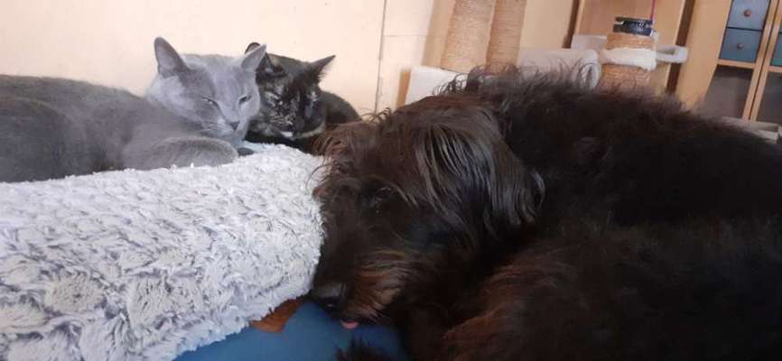 Hund und Katz Momente-Beitrag-Bild