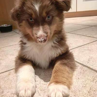 Dogorama Foto Challenge - Erwischt-Beitrag-Bild