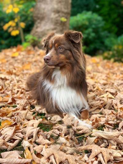 Herbst Bilder-Beitrag-Bild