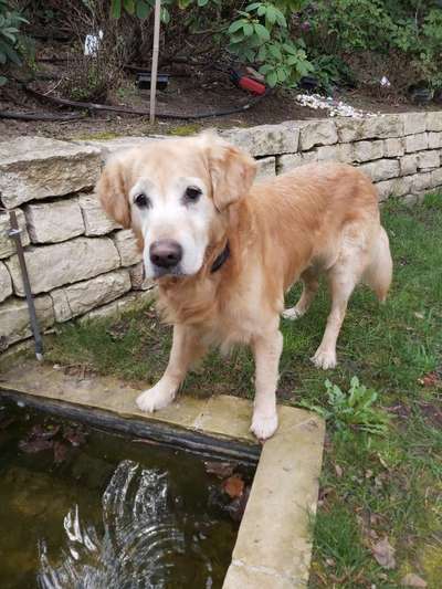 Juckreiz bei meinem Hund Golden Retriever-Beitrag-Bild