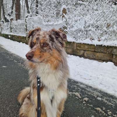 Hundetreffen-Training Hundebegegnungen-Bild