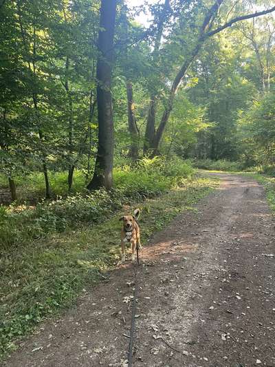 Hundetreffen-Gassi-/Spielrunde mit Hündin-Bild