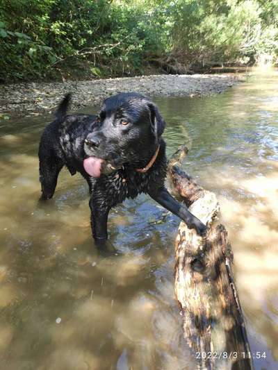 Tipps, Tricks, Klatsch und Tratsch über den Labrador-Beitrag-Bild