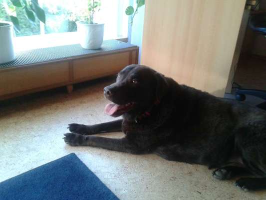 Unsere Fellnasen im Regenbogenland-Beitrag-Bild