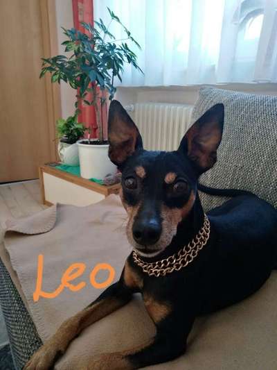 Gibt es noch weitere Rehpinscher oder Pinscher hier?-Beitrag-Bild