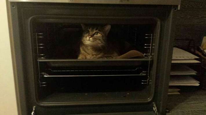 Unsere Fellnasen im Regenbogenland-Beitrag-Bild