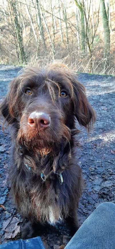 Labradorfans-Beitrag-Bild