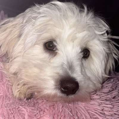Hundetreffen-Fellnasen-Treff in Essen
