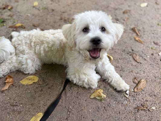 Hundetreffen-Welpen Treffen nrw essen 🌸-Bild