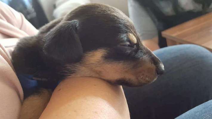 Welpen Bilder !-Beitrag-Bild