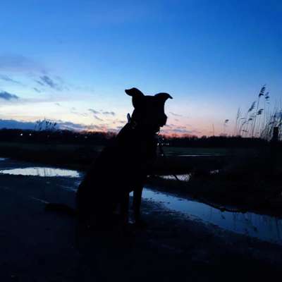 Die Dogorama Wochen Challenge-Beitrag-Bild