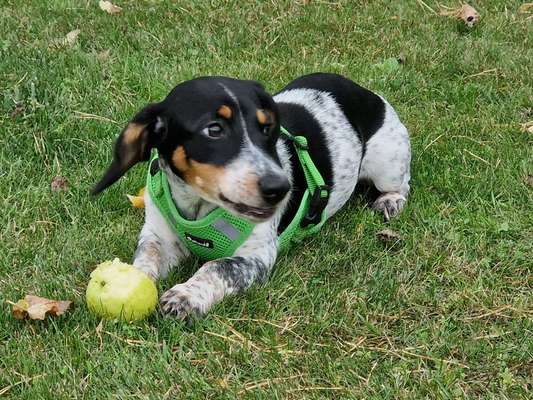 Dogorama Photo Challenge- Aufmerksamkeit bitte!-Beitrag-Bild