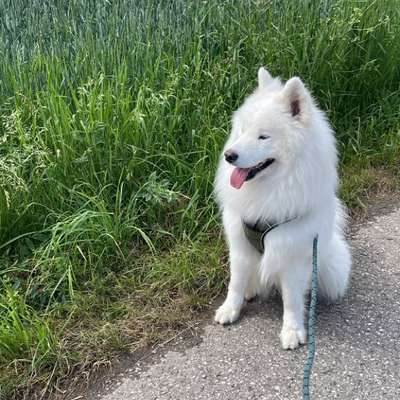 Hundetreffen-🐾 Hundefreunde für Percy gesucht 🐾-Bild