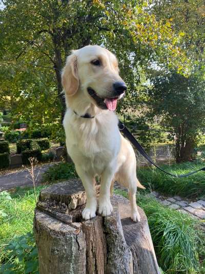 Wo sind die Golden Retriever Liebhaber?-Beitrag-Bild