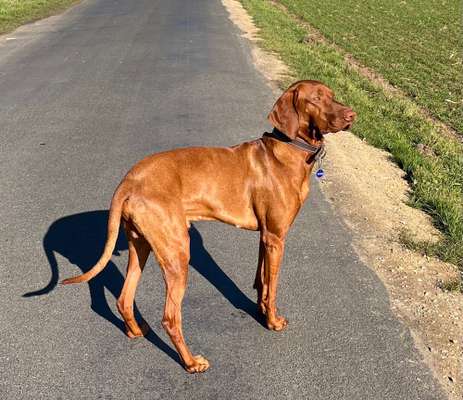 Magyar Vizsla-Beitrag-Bild