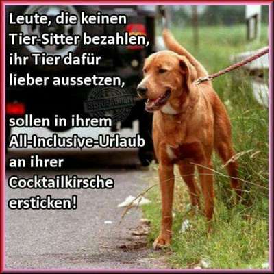 Hund abgegeben, weil Urlaub anstand? Leider kein Witz 😳-Beitrag-Bild