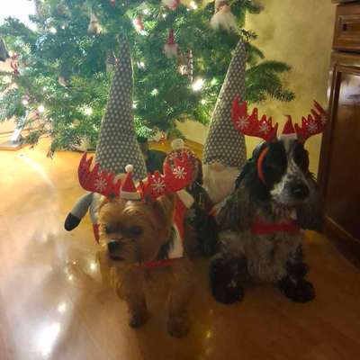 aktuelles Foto Gruppe Yorkshire Terrier