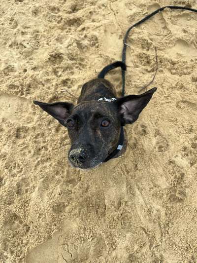 dirty Dog-Beitrag-Bild