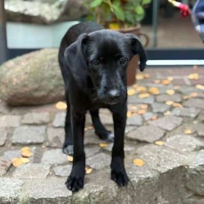 Hundetreffen-Gemeinsam mit dem Hund in den Tierpark-Bild
