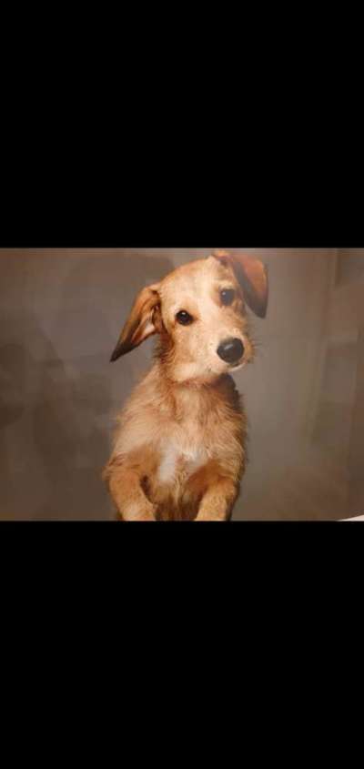 Dogorama Photo Challenge - Hundeblick zum hinschmelzen-Beitrag-Bild