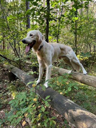 Hundetreffen-Gassi- und Spielgefährten-Bild