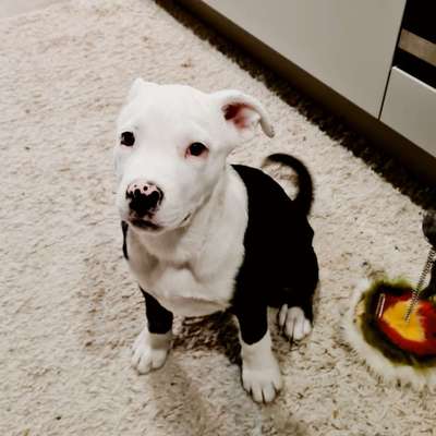 "Bulligere Arten" auch hier? :) Amstaff etc..-Beitrag-Bild