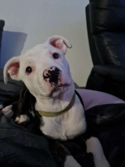 Die besten Hundeblicke 🐾❤️-Beitrag-Bild