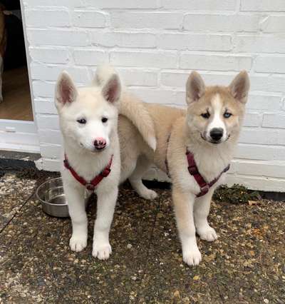 Welpen Bilder !-Beitrag-Bild