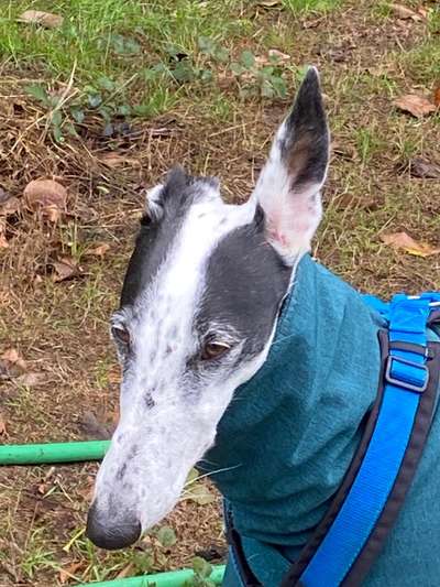 Windhunde - Treffen der besonderen Schönheiten
HERZLICH WILLKOMMEN-Beitrag-Bild