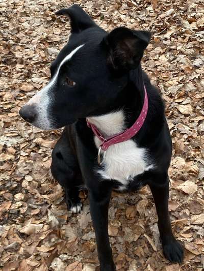 Windhunde - Treffen der besonderen Schönheiten
HERZLICH WILLKOMMEN-Beitrag-Bild