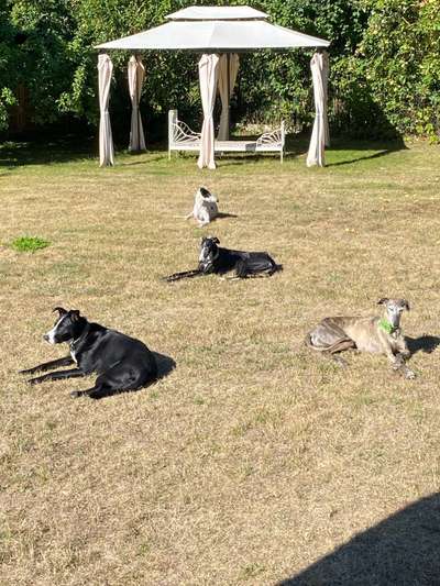 Windhunde - Treffen der besonderen Schönheiten
HERZLICH WILLKOMMEN-Beitrag-Bild