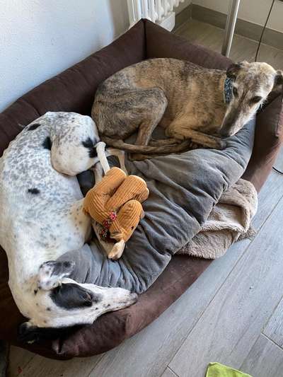 Windhunde - Treffen der besonderen Schönheiten
HERZLICH WILLKOMMEN-Beitrag-Bild