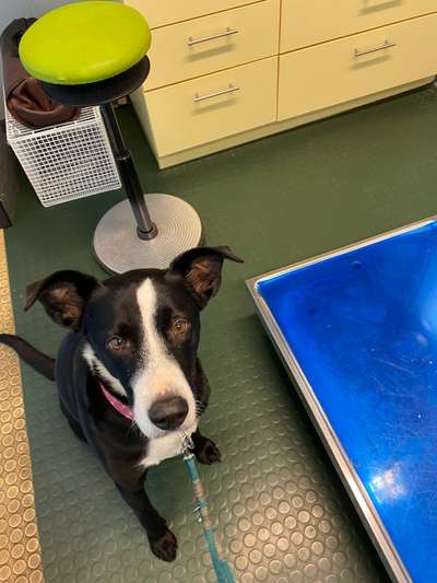 Mischlingshunde Foto Aufruf-Beitrag-Bild