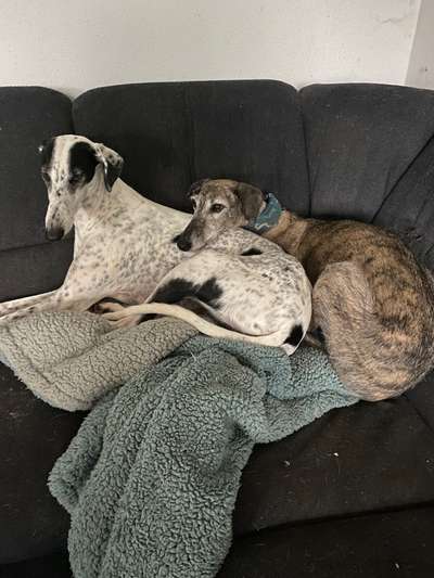 Windhunde - Treffen der besonderen Schönheiten
HERZLICH WILLKOMMEN-Beitrag-Bild