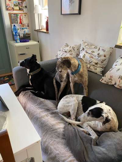 Windhunde - Treffen der besonderen Schönheiten
HERZLICH WILLKOMMEN-Beitrag-Bild