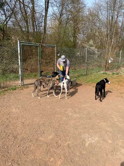 Windhunde - Treffen der besonderen Schönheiten
HERZLICH WILLKOMMEN-Beitrag-Bild