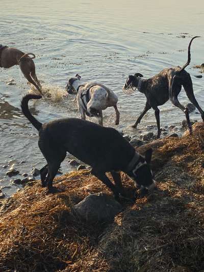 Windhunde - Treffen der besonderen Schönheiten
HERZLICH WILLKOMMEN-Beitrag-Bild